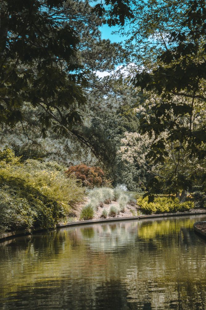 Lush trees surrounding the waters of Norfolk Botanical Gardens
