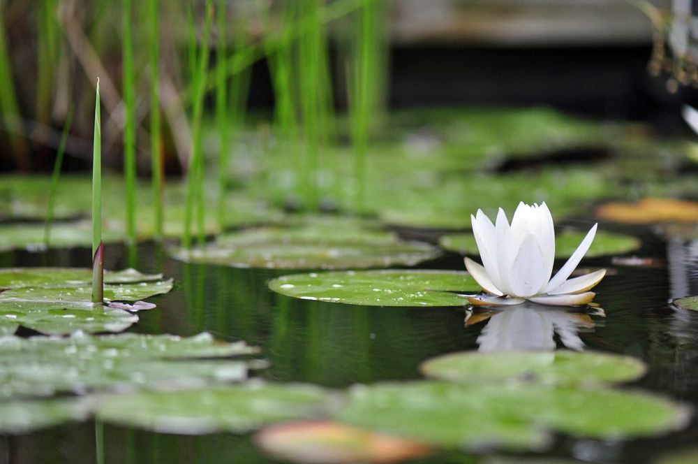 Lily pads after rain at North Carolina Botanical Gardens