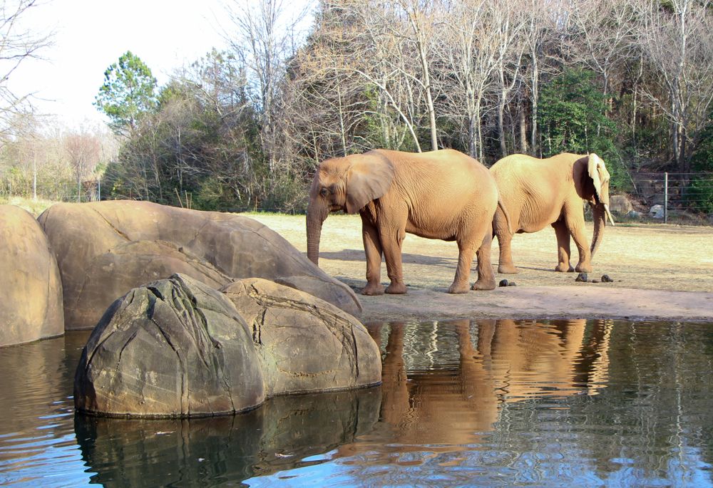 elephants at North Carolina Zoo