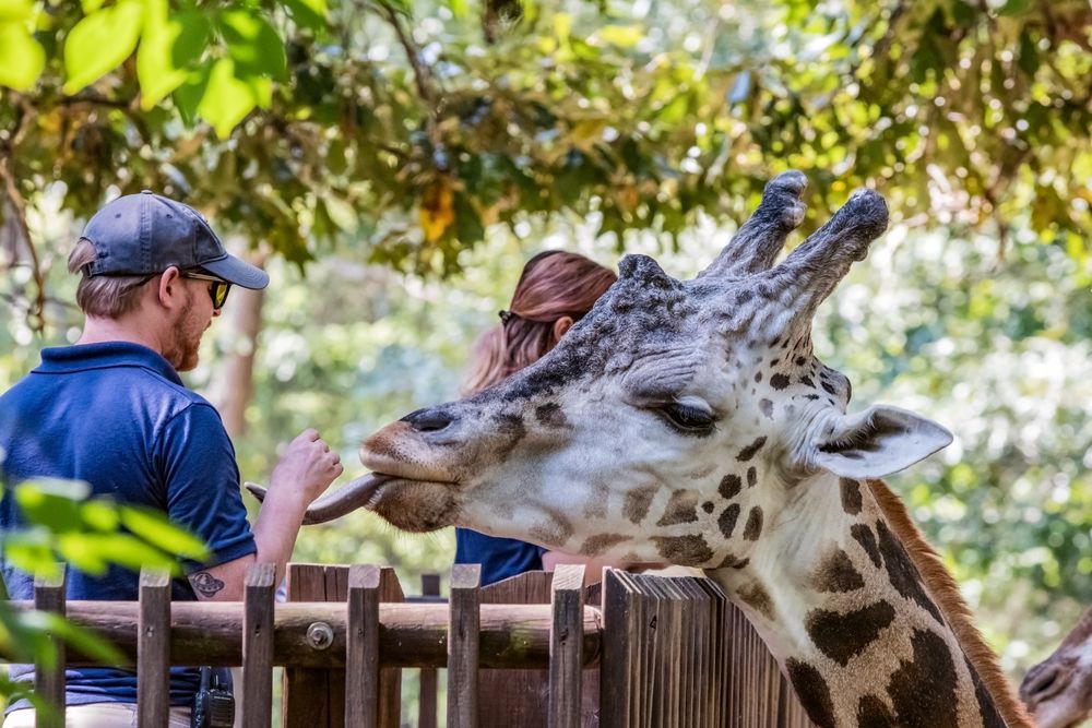 Visitors feeding the girafee at North Carolina Zoo