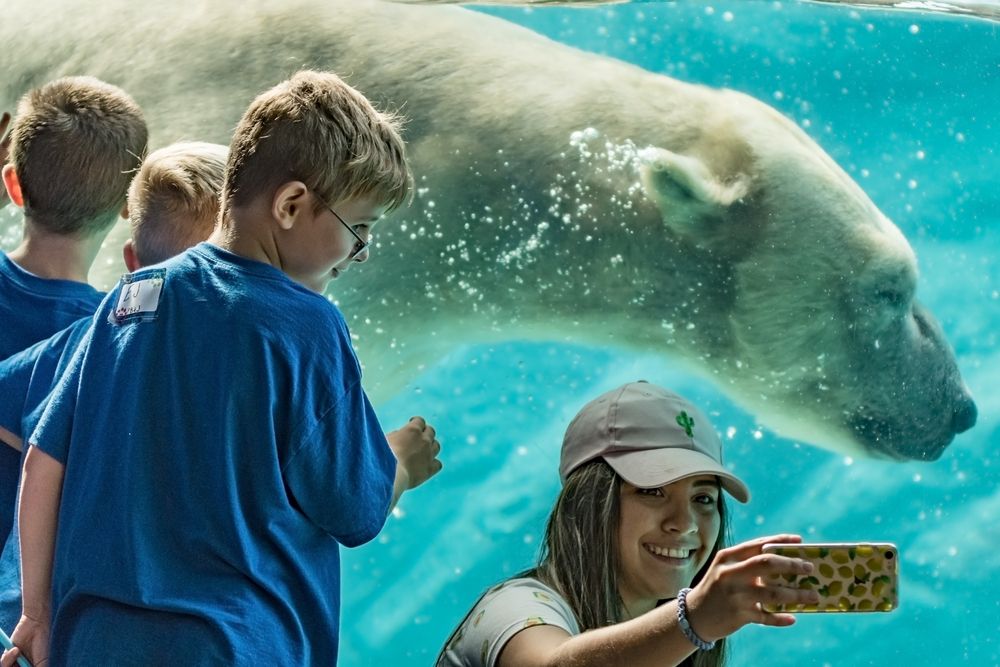 Kids taking pictures in front of the polar bear at North Carolina Zoo