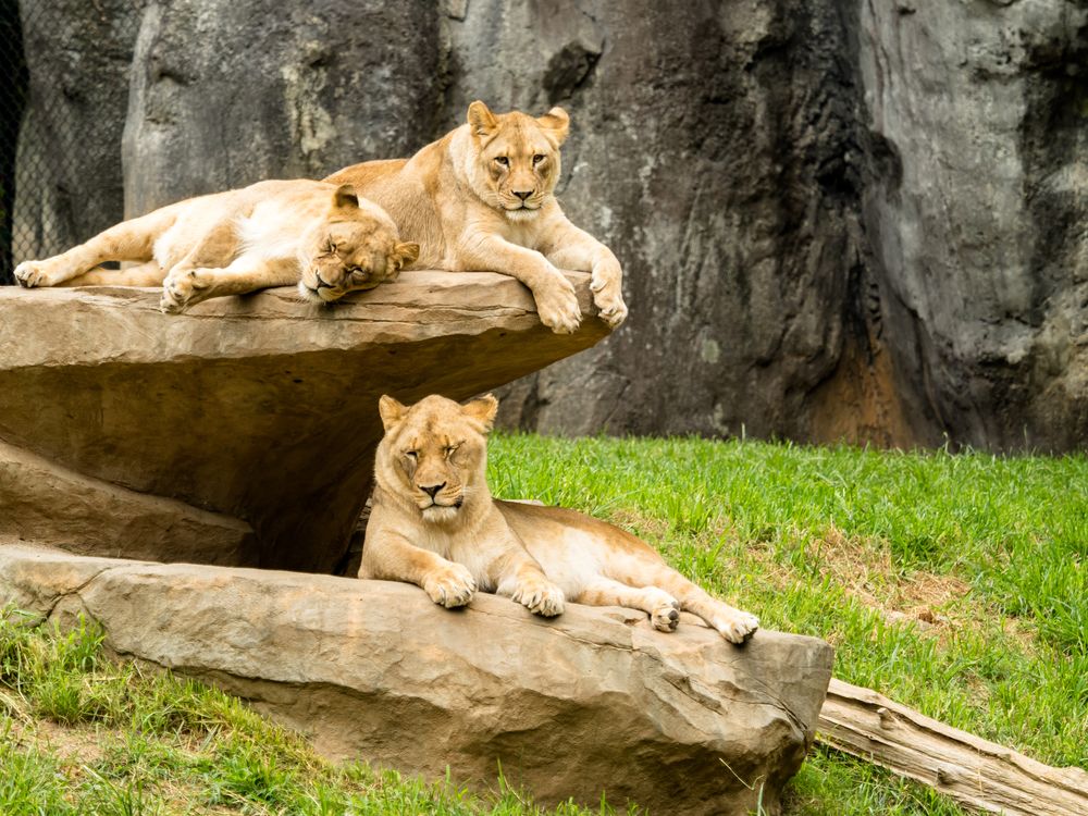 tigers at North Carolina Zoo