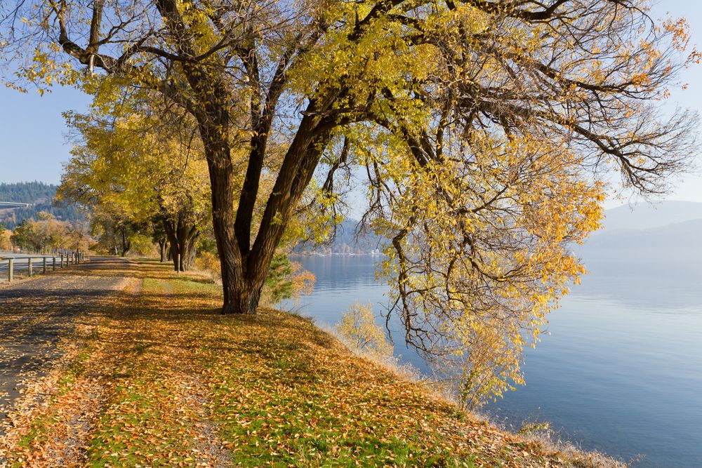 North Idaho Centennial Trail during autumn