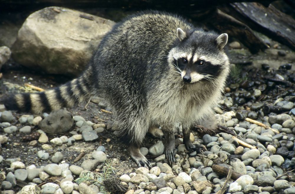 Racoon at the Northwest Trek Wildlife Park