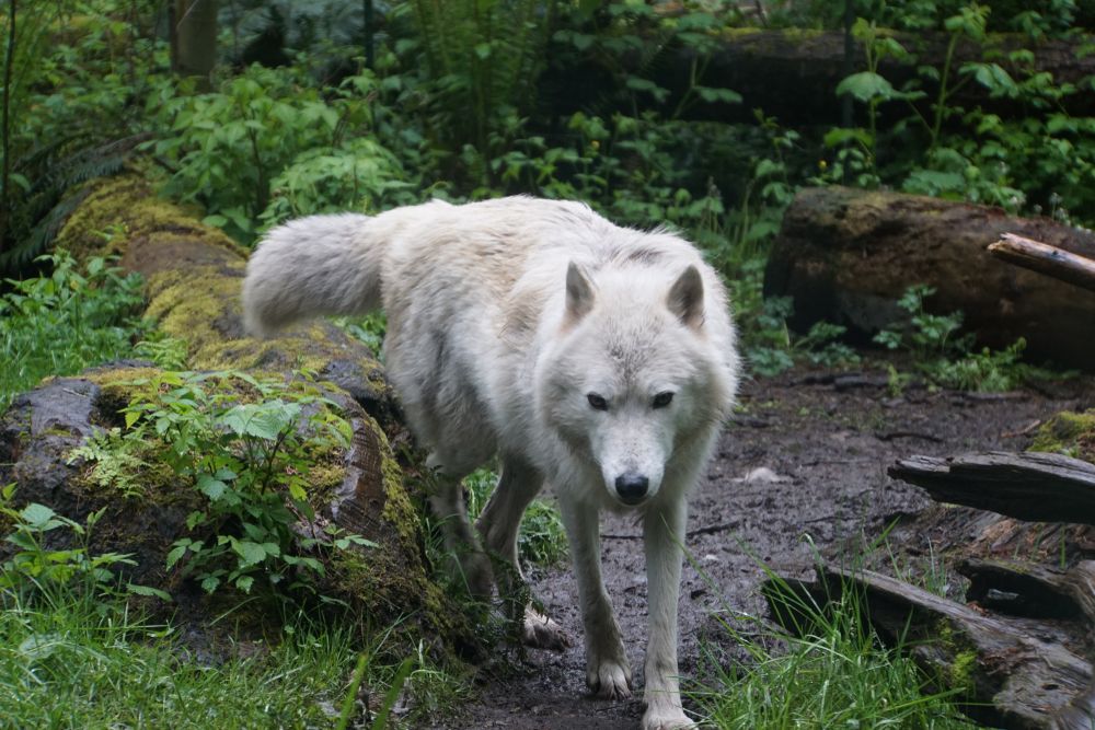 A white wolf walking through the Northwest Trek Wildlife Park