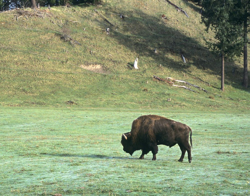 Bison at the Northwest Trek Wildlife Park