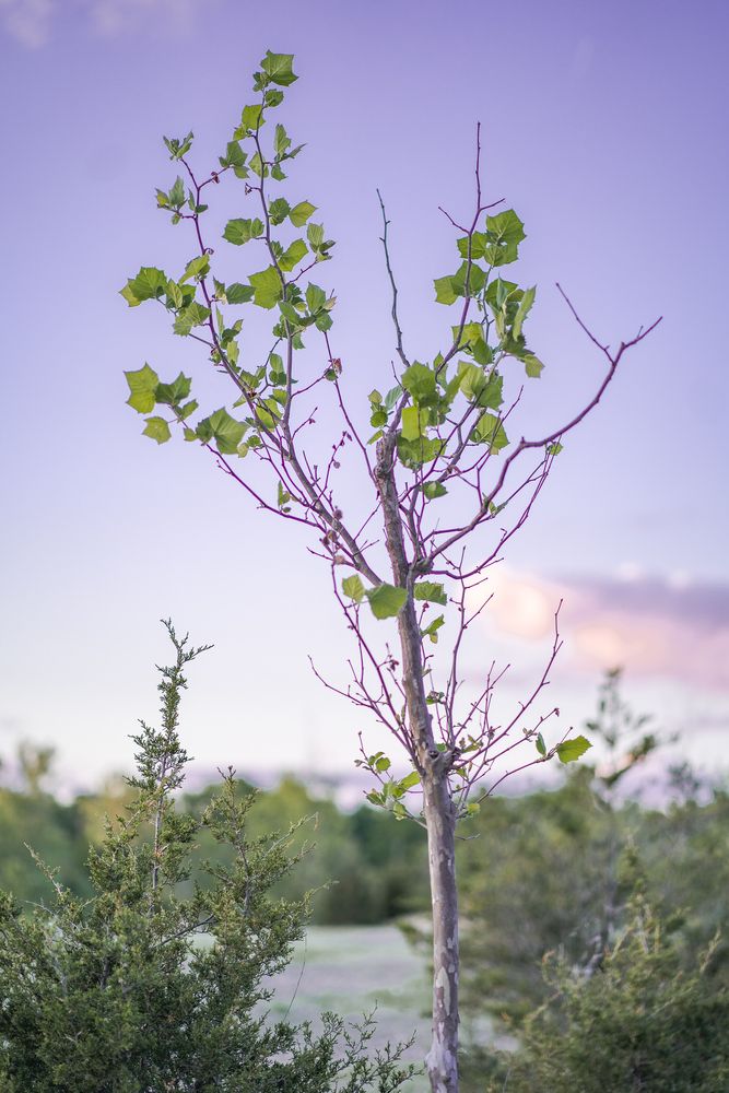 Trees at Oakes Quarry Park