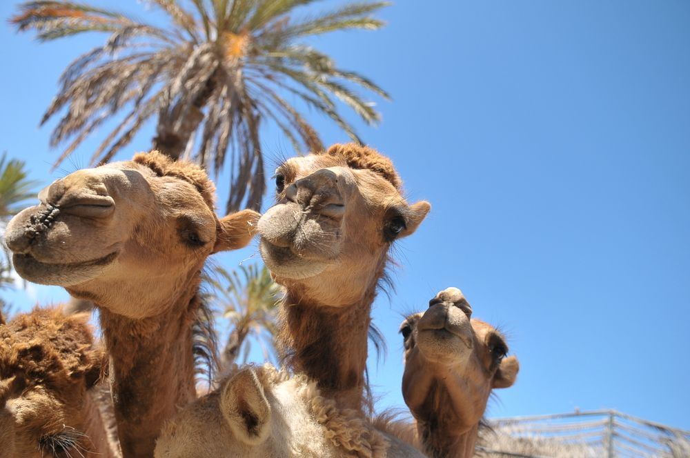Oasis Park Fuerteventura