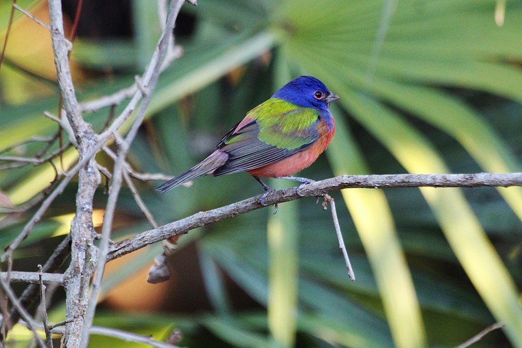 Beautiful bird at Okeeheelee Nature Center