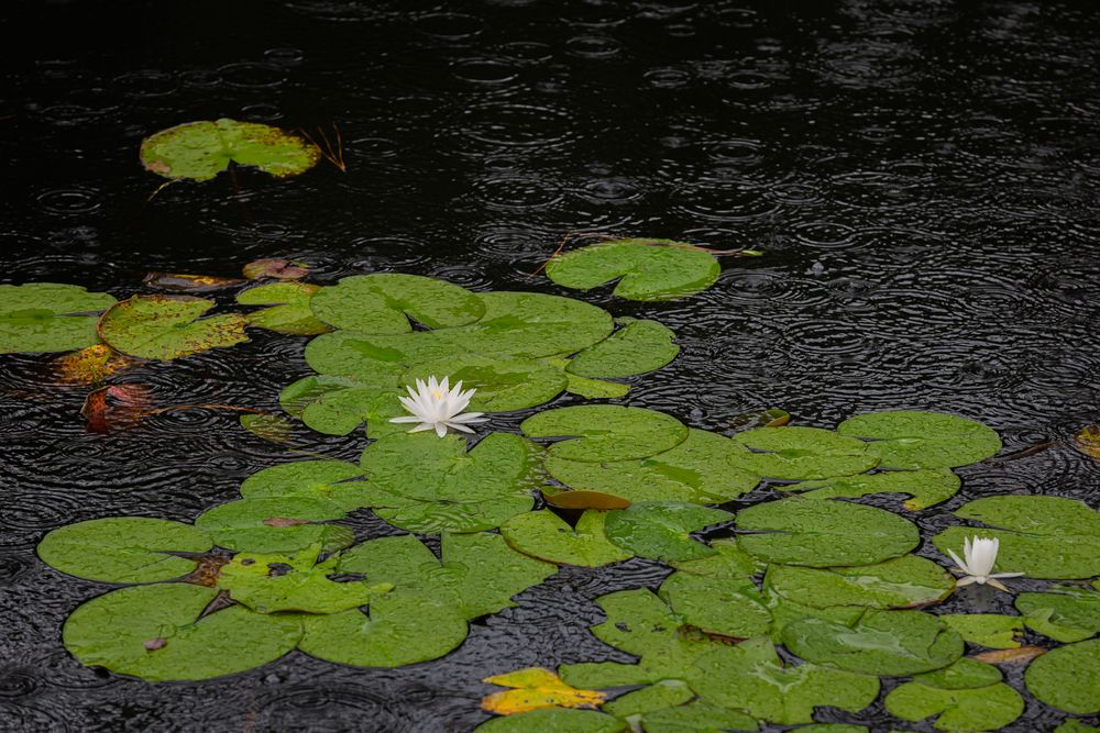 Lily Pond at Okefenokee Swamp Park