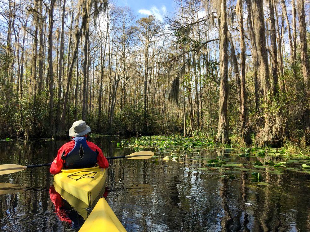 Kayaking on Okefenokee Swamp