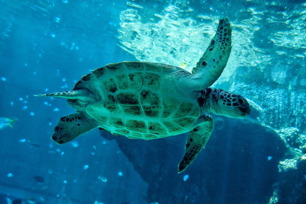 A sea turtle swimming in Okinawa Churaumi Aquarium