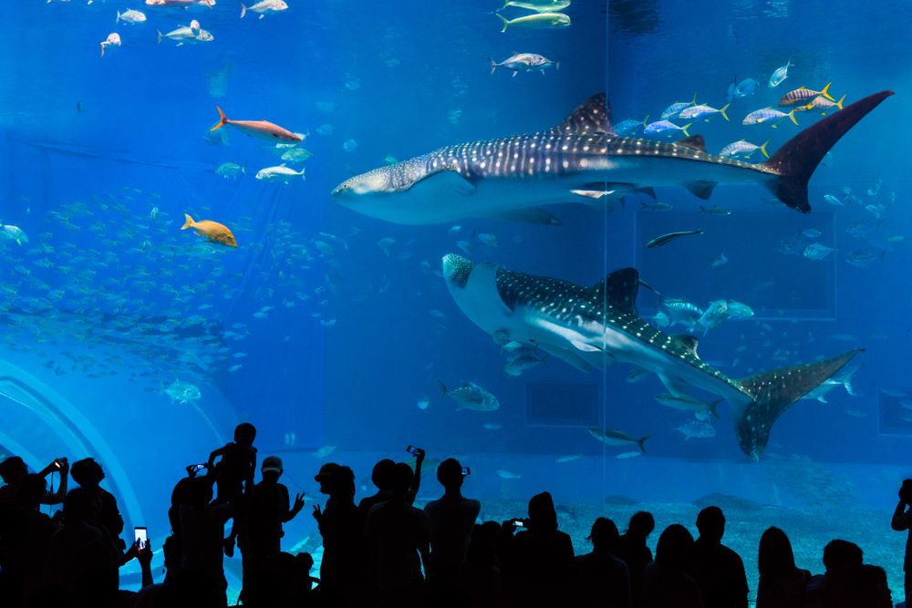 People watching sea creatures of Okinawa Churaumi Aquarium