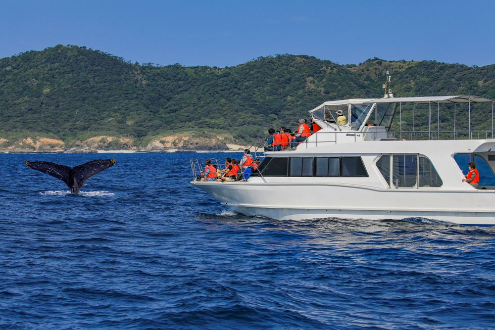 People on a yacht watching the whales of Okinawa
