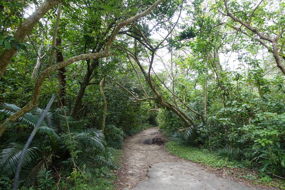 Trail lined with plants and trees at Iriomote Island