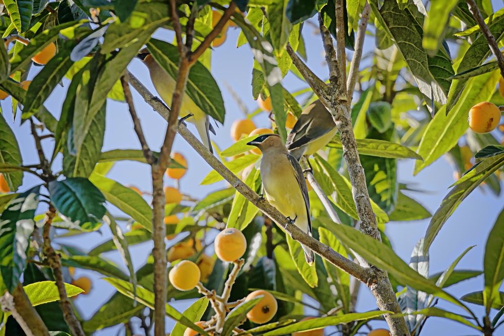 Birds resting on a Loquat tree at Old Town Bluffton