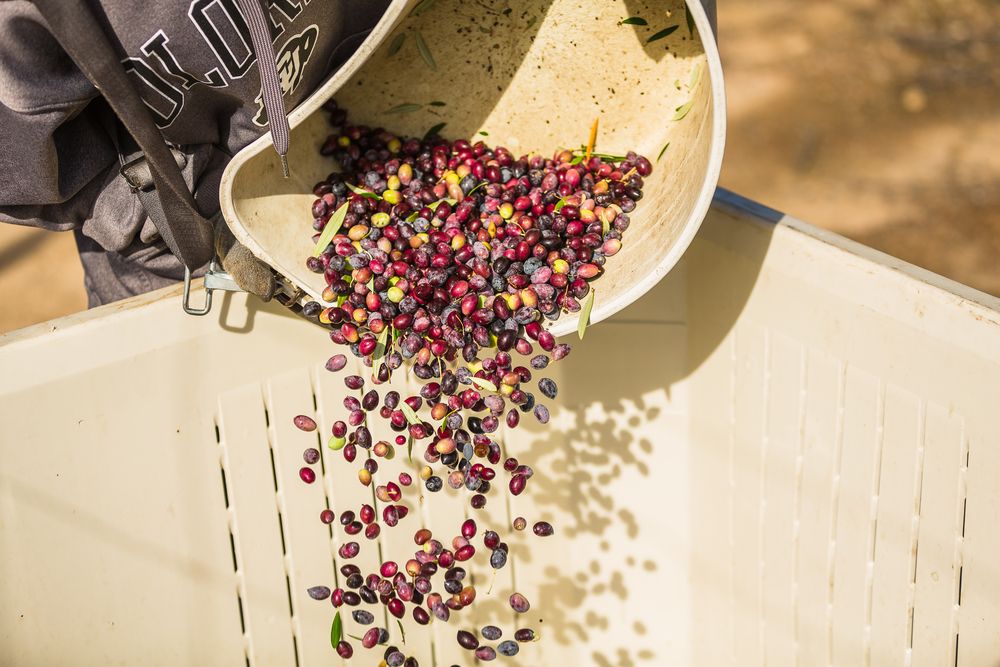 Olive Harvest in Paso Robles