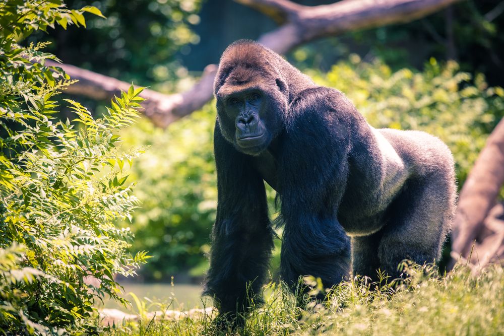 A Gorilla looking into the camera at Omaha's Henry Doorly Zoo and Aquarium