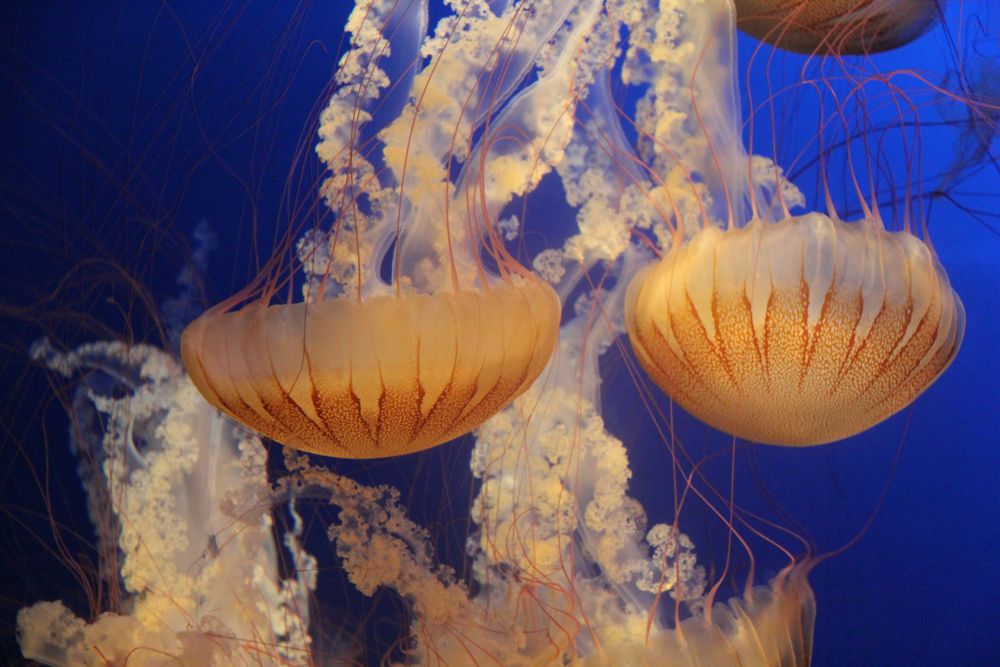 Jelly fish at Omaha's Henry Doorly Zoo and Aquarium