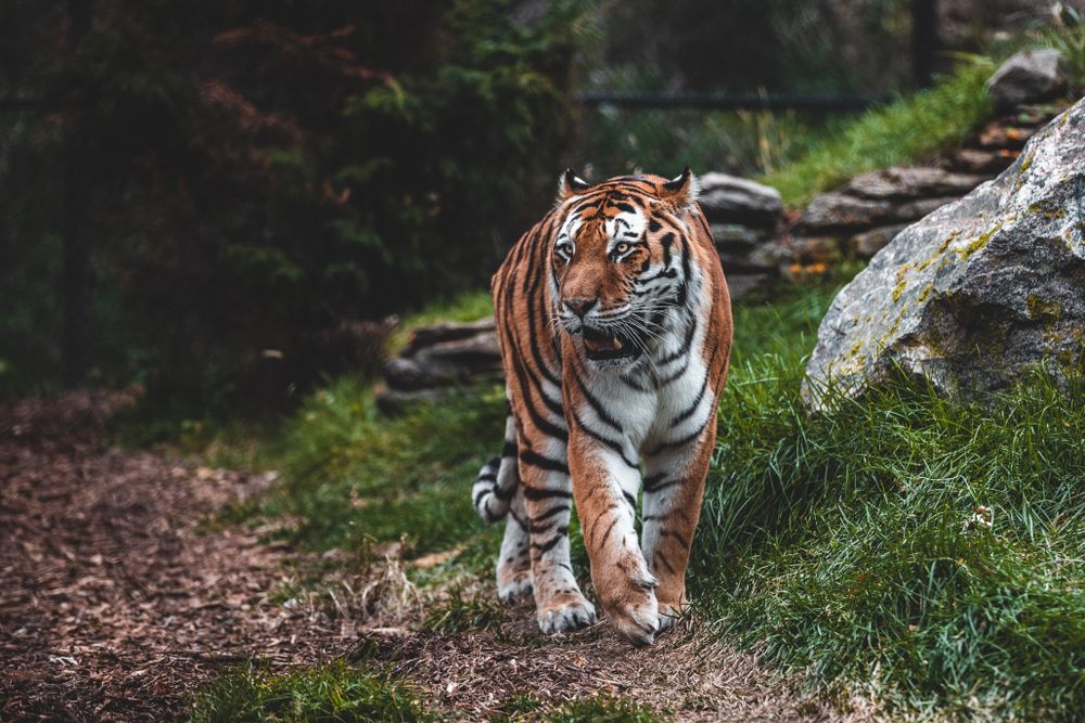 A tiger walking majestically at Omaha's Henry Doorly Zoo and Aquarium