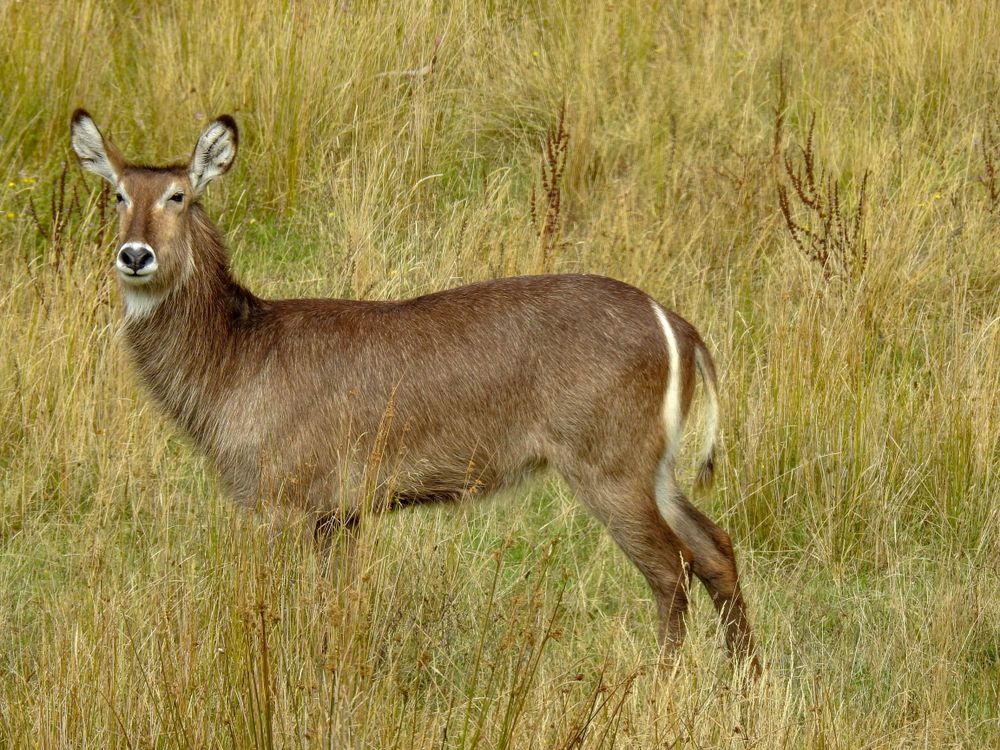 Waterbuck at Orana Wildlife Park