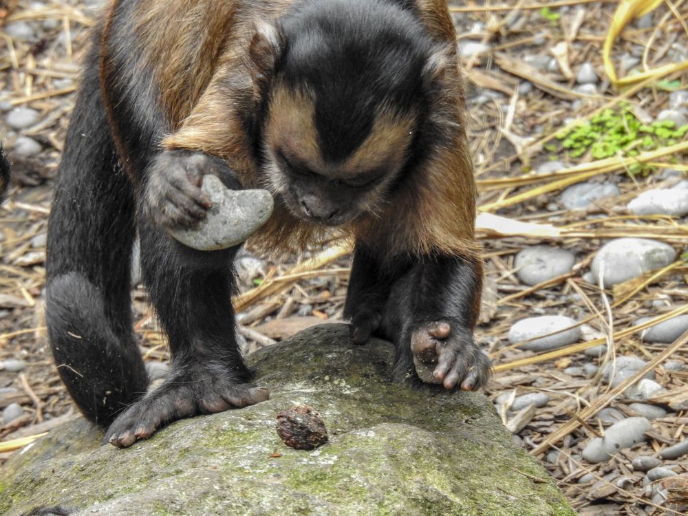 Capuchin monkey at Orana Wildlife Park