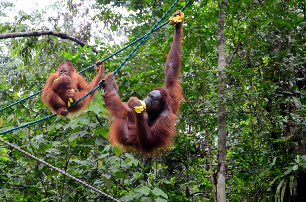Orang-Uutans eating bananas at the Semenggoh Nature Reserve