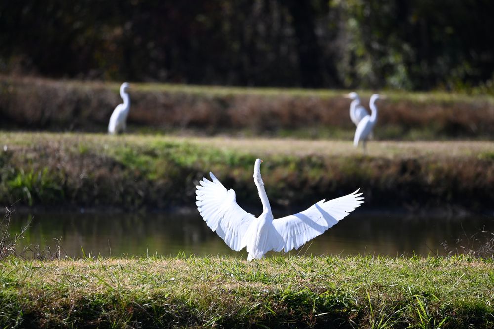 Cranes at Orangeburg National Fish Hatchery