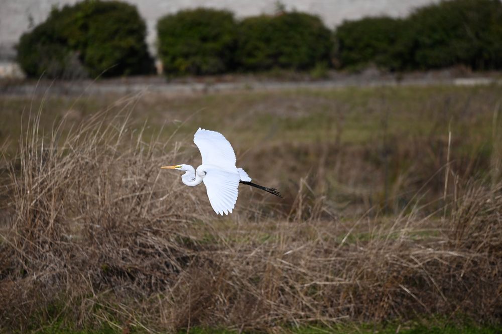 Crane flying over the swamps at Orangeburg National Fish Hatchery
