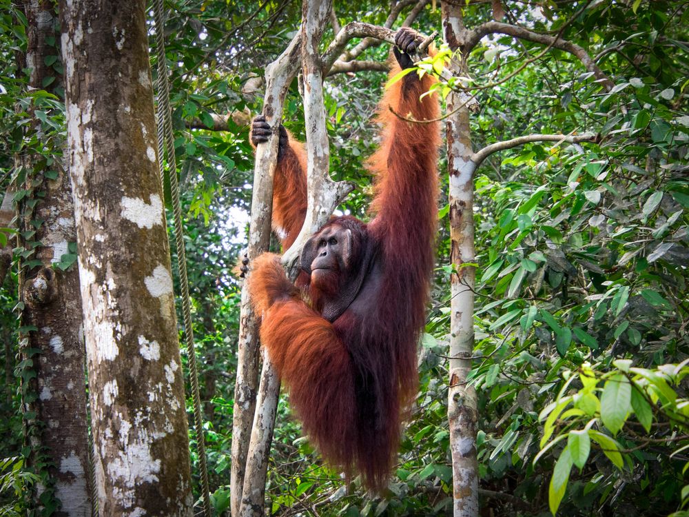 Orangutans at Semenggoh Nature Reserve