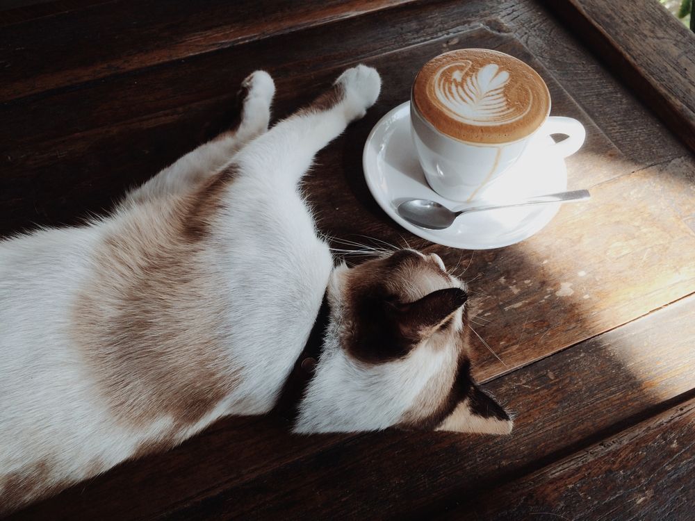 A cat near a coffee cup at Orlando cat cafe