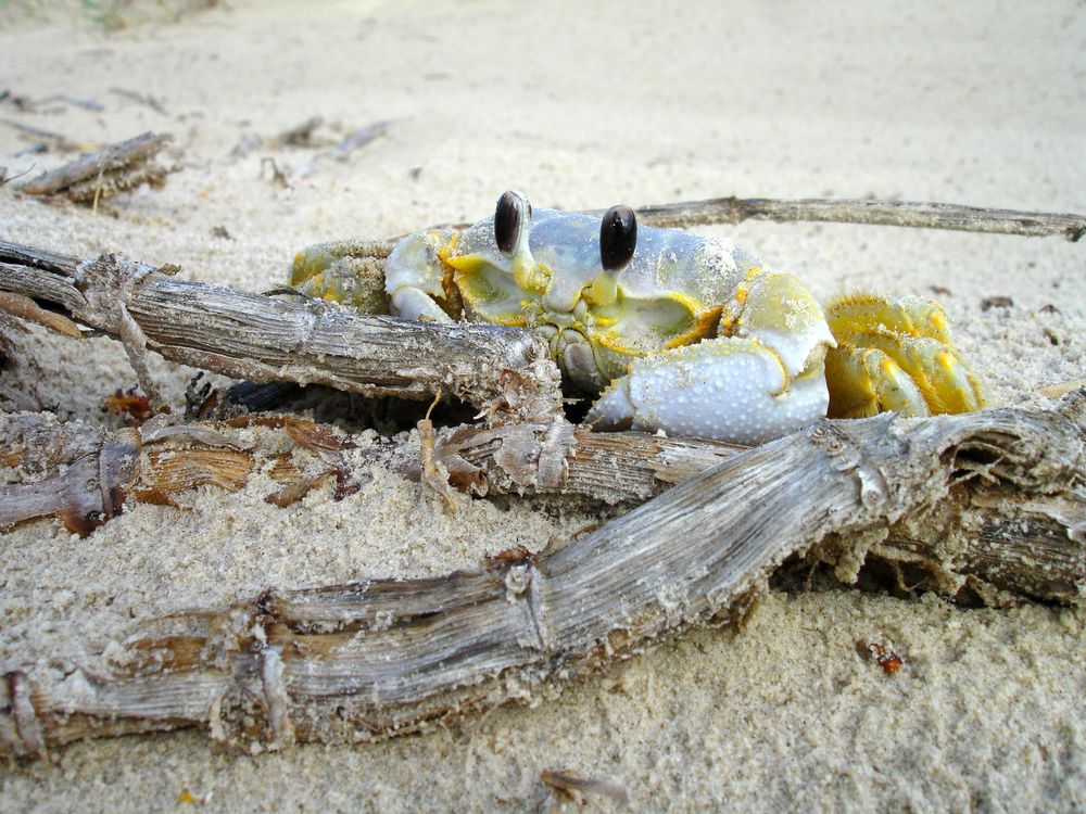 Crab resting on the shore at Padre Island National Seashore