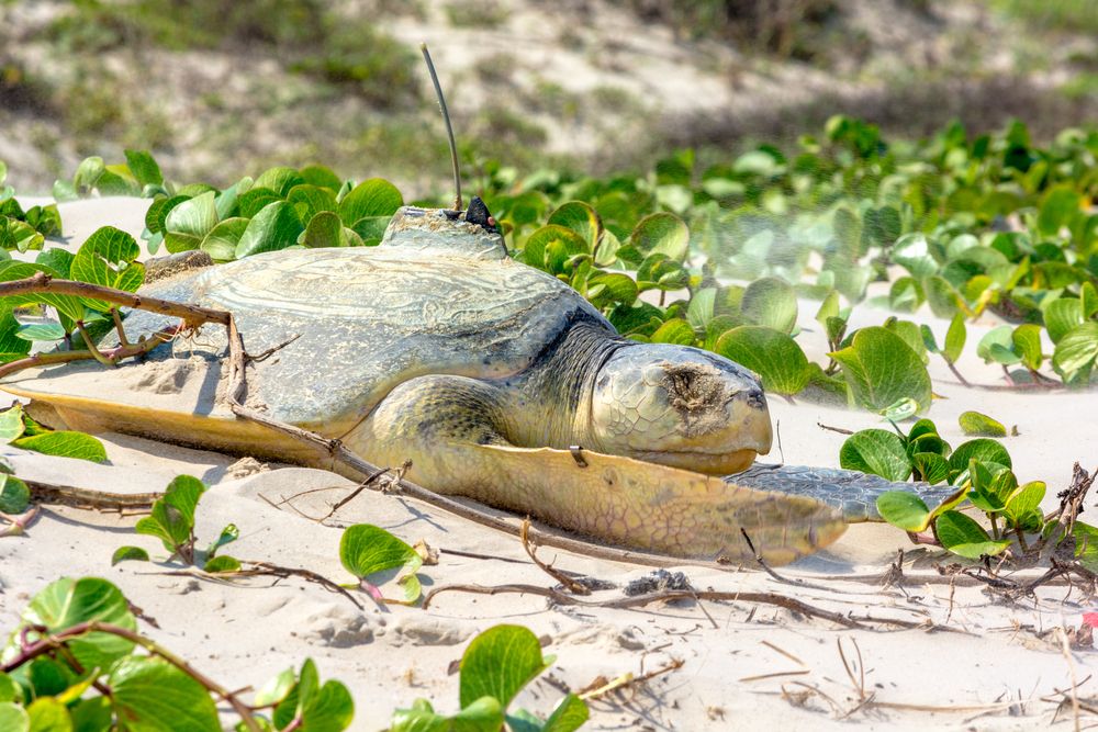 Turtle at Padre Island National Seashore