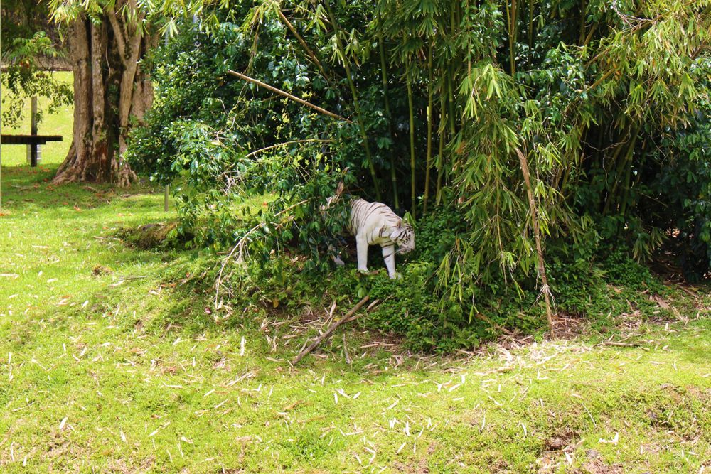 Pana'ewa Rainforest Zoo