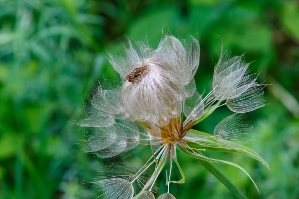 An insect resting on a flower at Parfrey's Glen