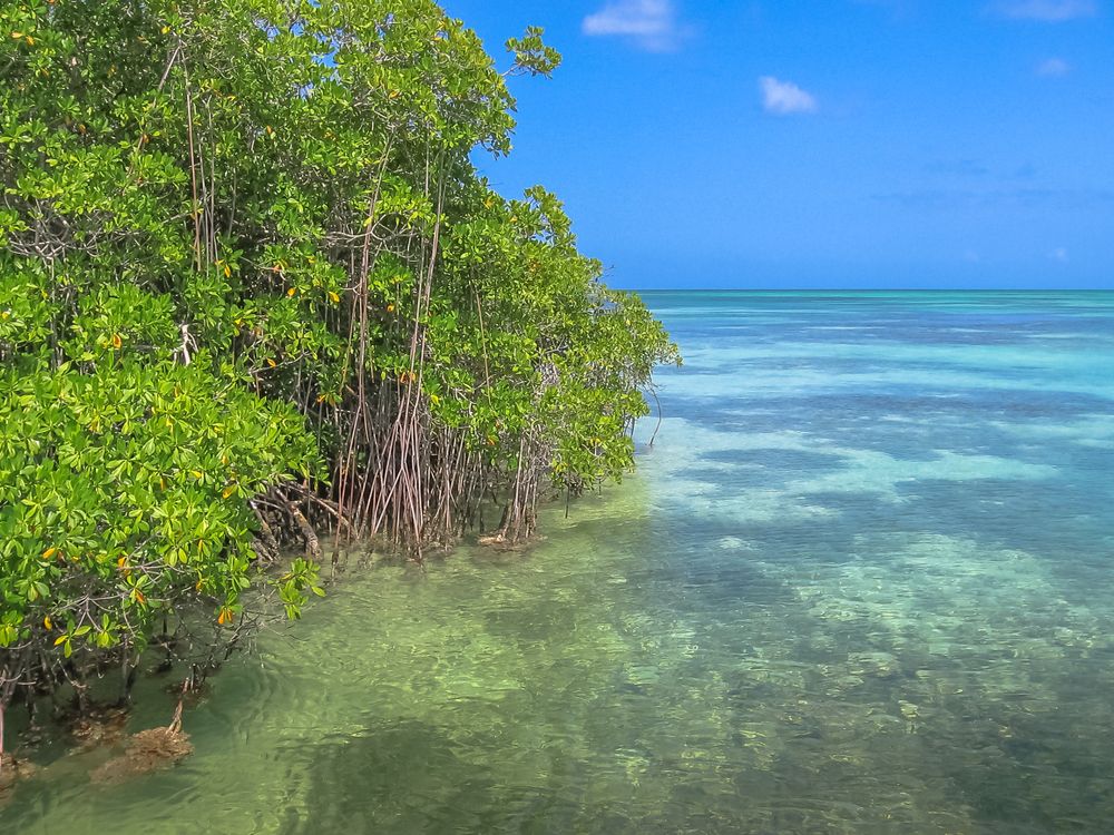 Mangroves at Parque Nacional del Este