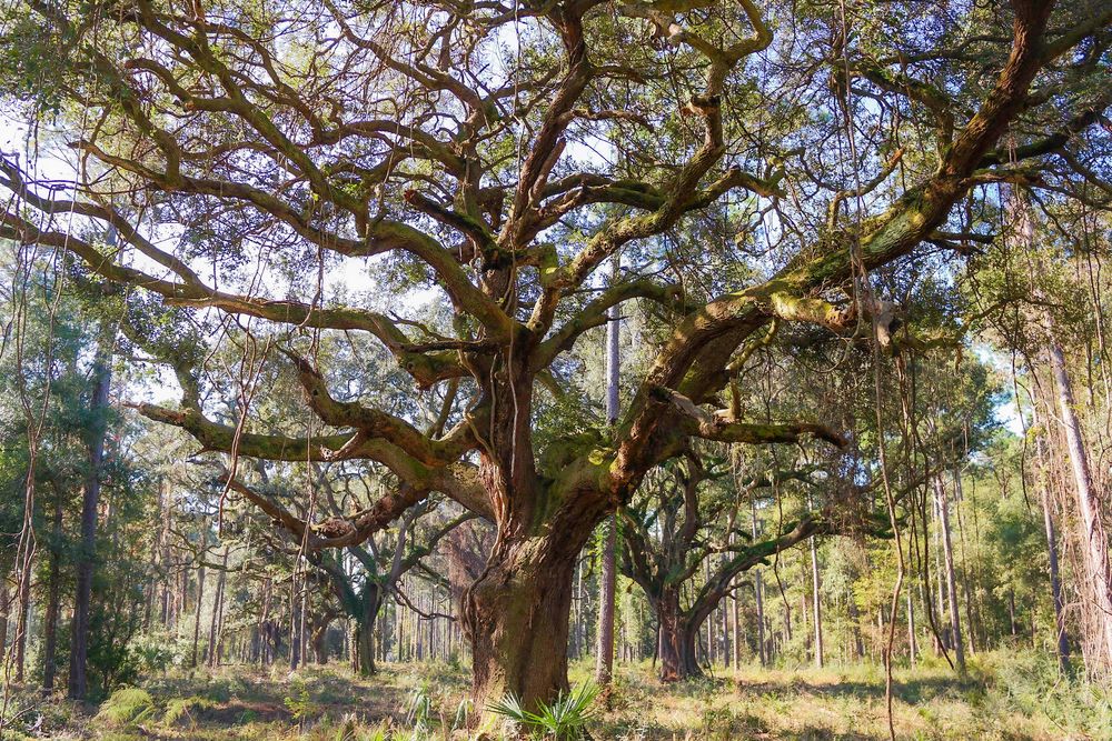 Oak trees in Parris Island, SC