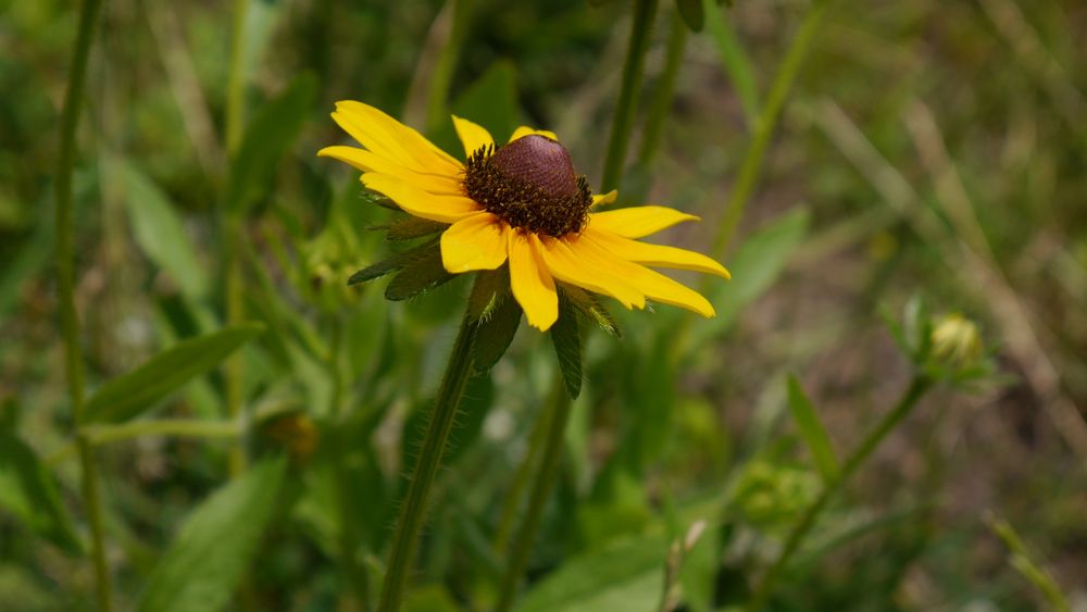Beautiful yellow flower at Paterson Great Falls National Historical Park