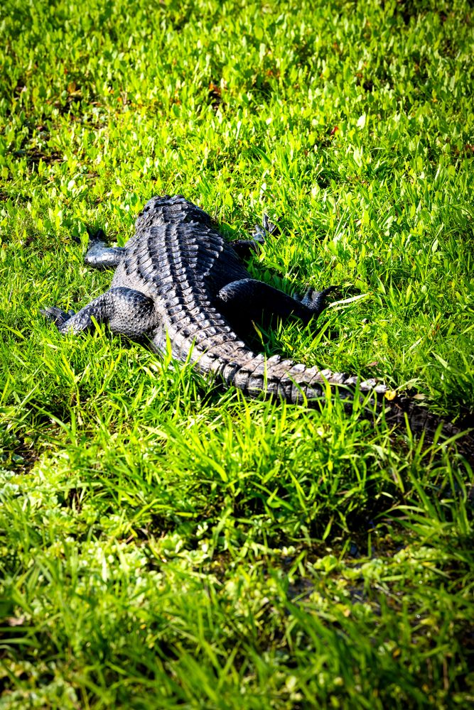 Alligator outside the swamp at Paynes Prairie Preserve Staet Park