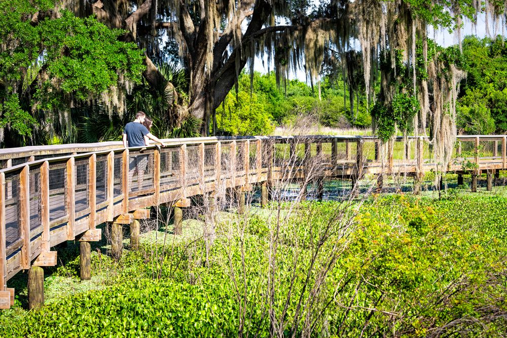 Boardwalk at Paynes Prairie Preserve Staet Park