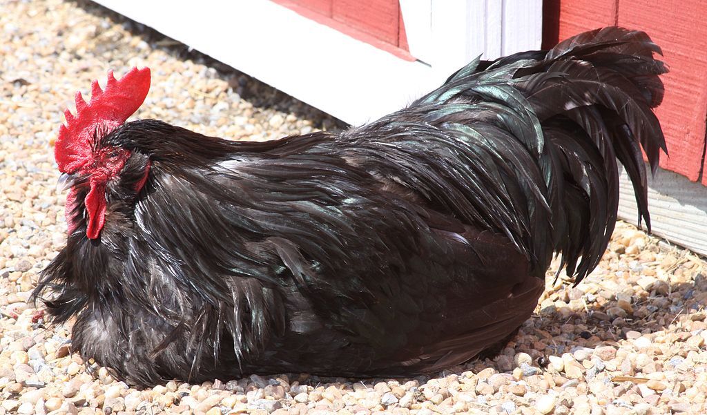A black chicken at Peninsula SPCA