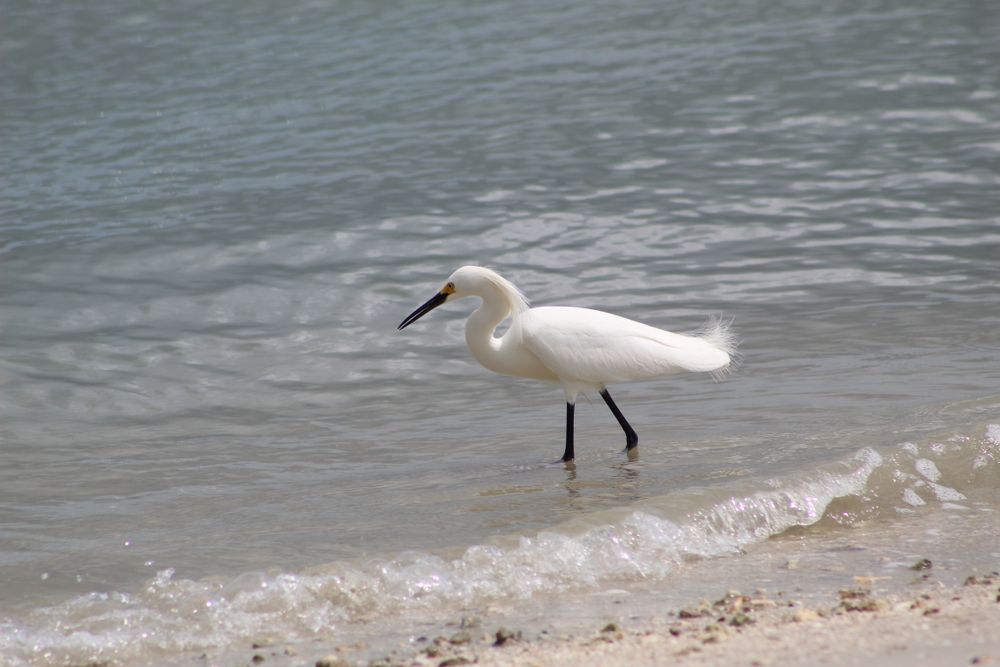 Bird on Pepper Park Beach