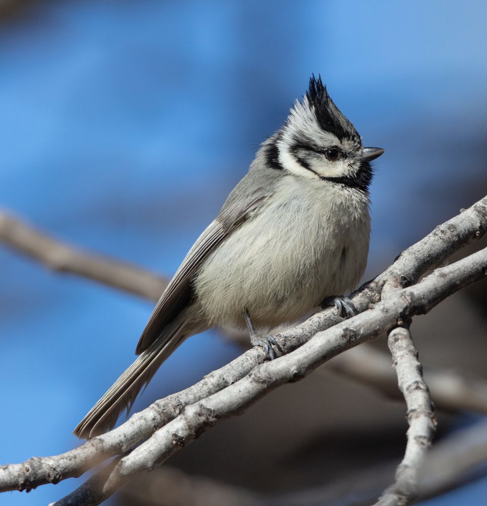A beautiful bird resting on the branches at Peppersauce Canyon