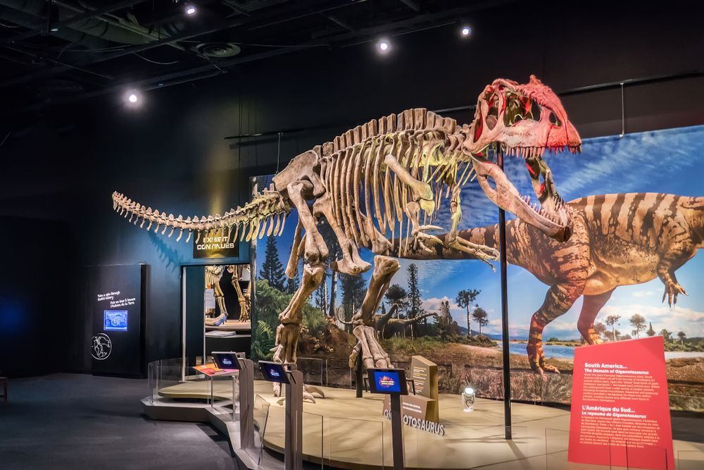 Dinosaur skeleton in Perot Museum of Nature and Science