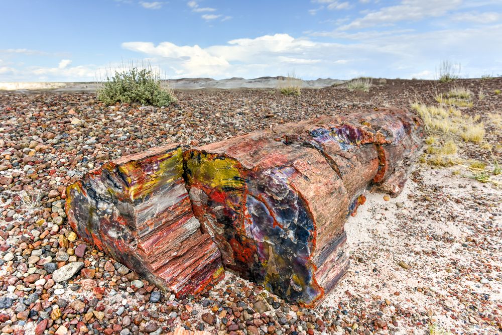 Crystal forest at Petrified Forest National Park