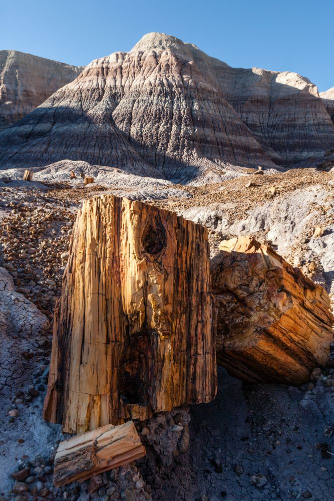 Petrified wood and stones at Petrified Forest National Park