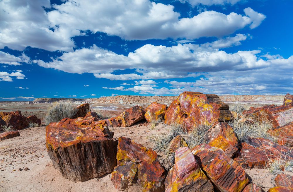 Fossilized wood at Petrified Forest National Park