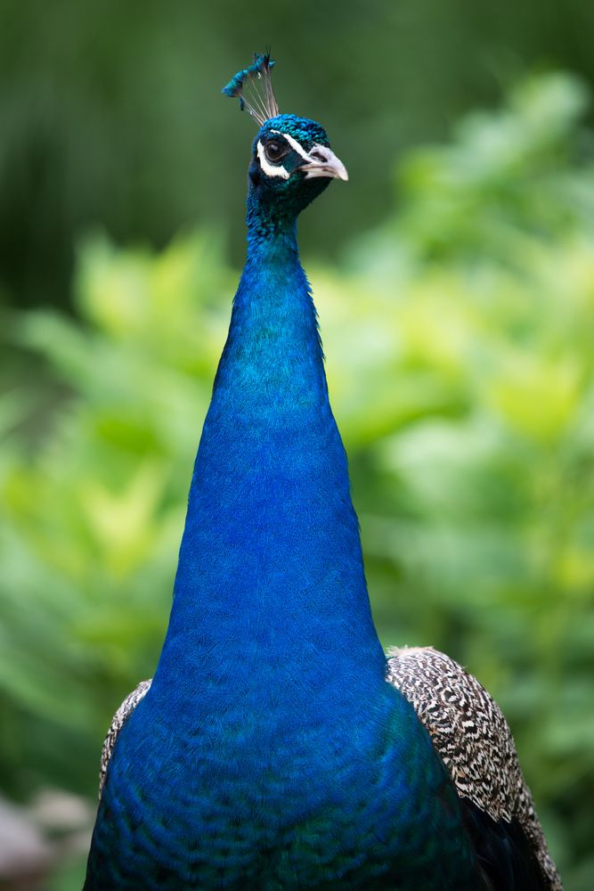 A prideful peacock at Philadelphia Zoo