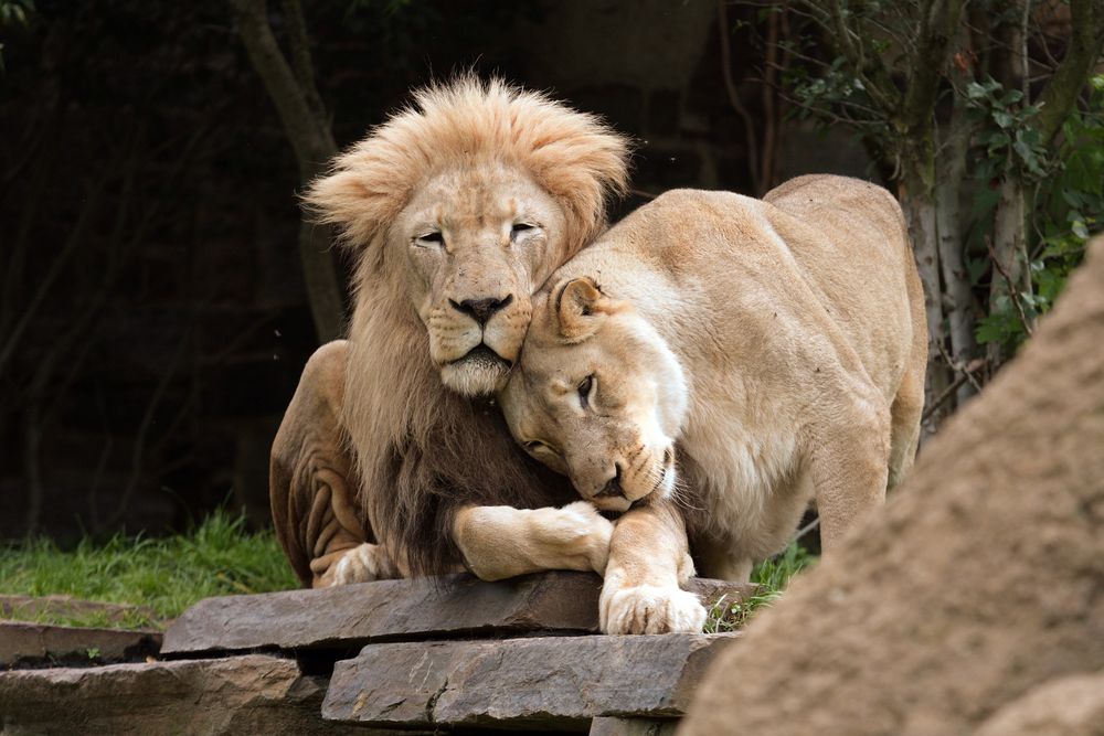 Lions at Philadelphia Zoo