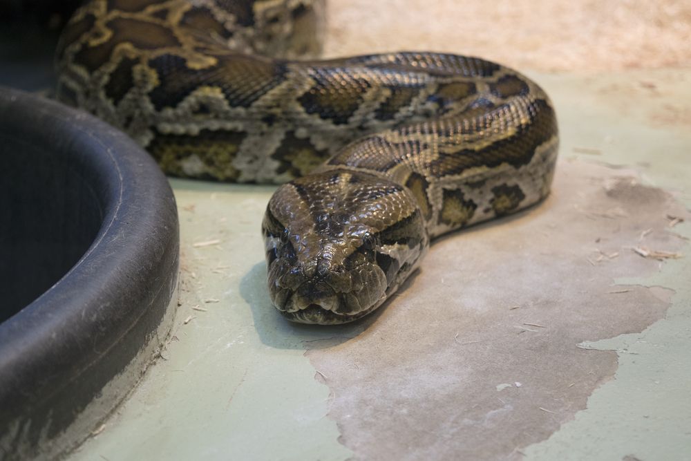 Python at Phillips Park Zoo
